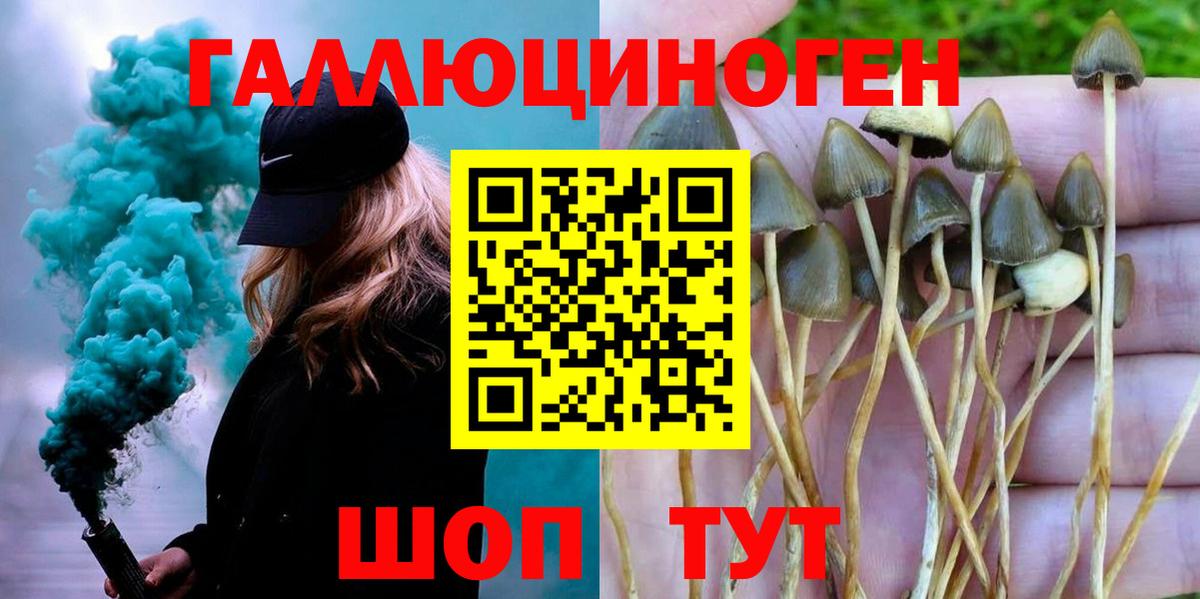Королёв  Псилоцибиновые грибы Psilocybine cubensis  Вход с VPN 
